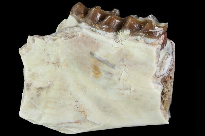 Oligocene Horse (Mesohippus) Jaw Section #81481